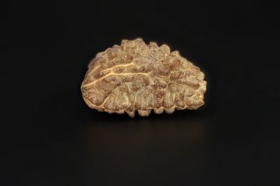 Natural 1 Mukhi Rudraksha Shanka- 2.73 Gram  Weight - Origin - Nepal