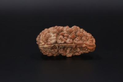 Rudraksha 1 Mukhi  Brown - 3.49 Gram Weight - Origin - Nepal