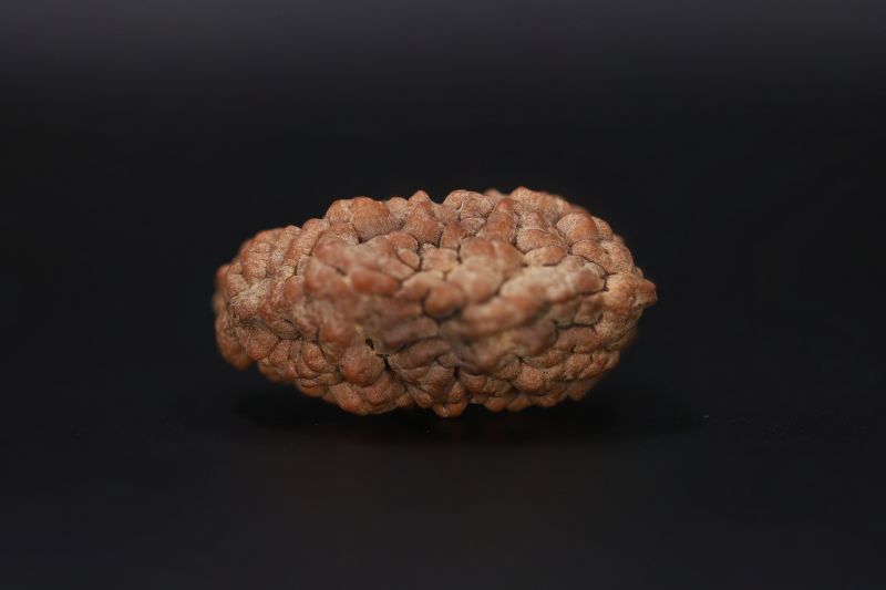 Rudraksha 1 Mukhi  Brown - 3.49 Gram Weight - Origin - Nepal