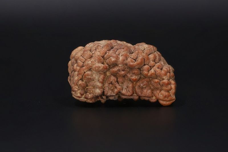 Rudraksha 1 Mukhi  Brown - 3.49 Gram Weight - Origin - Nepal