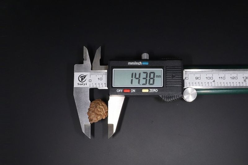 Rudraksha 1 Mukhi  Brown - 3.49 Gram Weight - Origin - Nepal