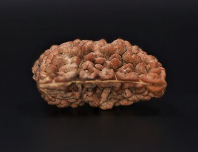Rudraksha 1 Mukhi  Brown - 4.30 Gram Weight - Origin - Nepal