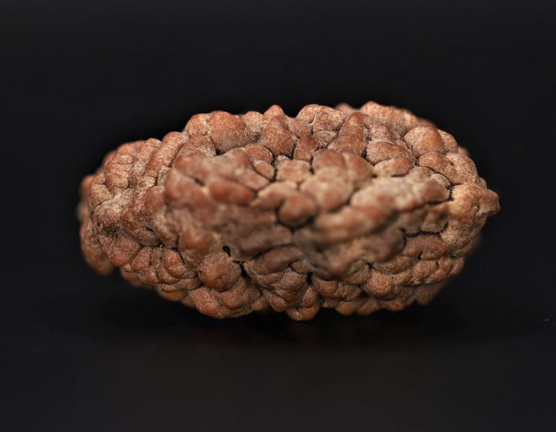 Rudraksha 1 Mukhi  Brown - 4.30 Gram Weight - Origin - Nepal