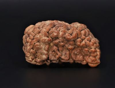 Rudraksha 1 Mukhi  Brown - 4.30 Gram Weight - Origin - Nepal