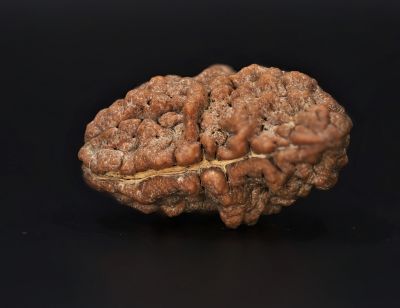 Rudraksha 1 Mukhi  Brown - 4.46 Gram Weight - Origin - Nepal