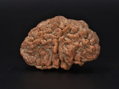 Rudraksha 1 Mukhi  Brown - 4.46 Gram Weight - Origin - Nepal
