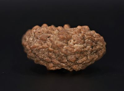 Rudraksha 1 Mukhi  Brown - 4.46 Gram Weight - Origin - Nepal