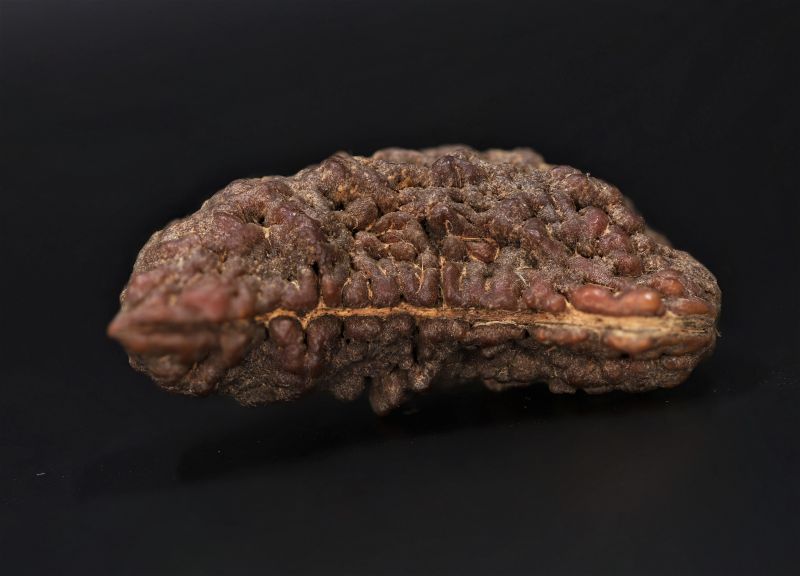 Rudraksha 1 Mukhi  Brown - 10 Carat Weight - Origin - Nepal