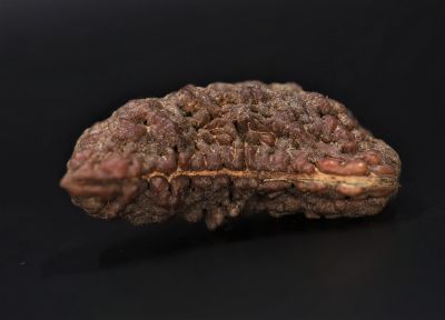 Rudraksha 1 Mukhi  Brown - 10 Carat Weight - Origin - Nepal