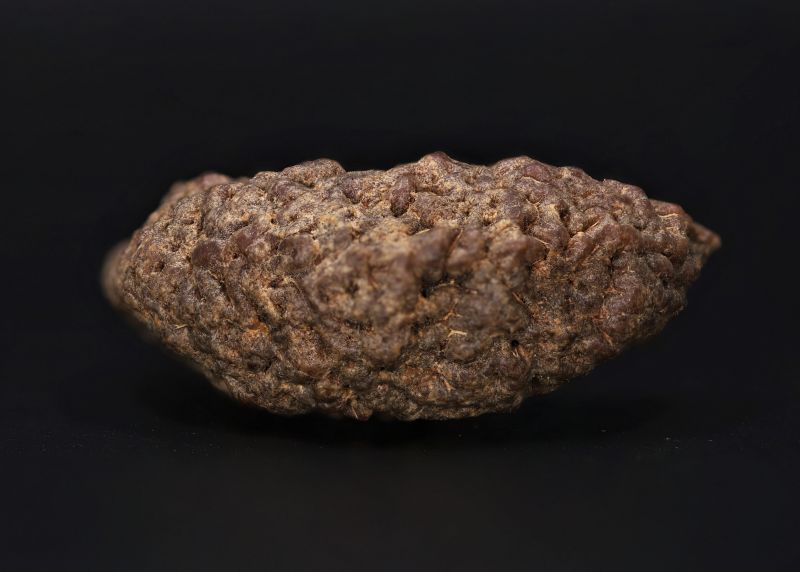 Rudraksha 1 Mukhi  Brown - 10 Carat Weight - Origin - Nepal