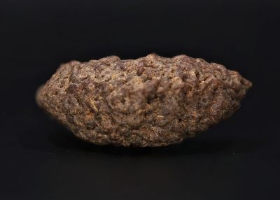Rudraksha 1 Mukhi  Brown - 10 Carat Weight - Origin - Nepal