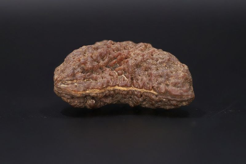 Rudraksha 1 Mukhi  Brown - 5.40 Gram Weight - Origin - Nepal