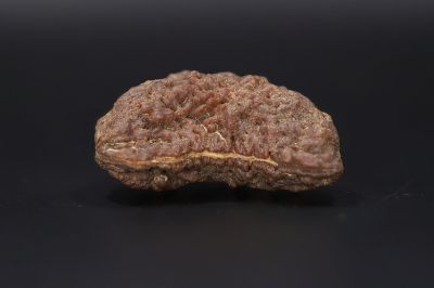 Rudraksha 1 Mukhi  Brown - 5.40 Gram Weight - Origin - Nepal