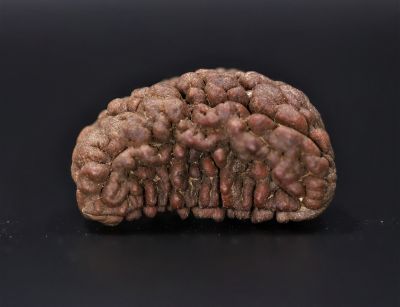 1 Mukhi Rudraksha - 5.44 Gram Weight - Origin - Nepal