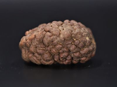1 Mukhi Rudraksha - 5.44 Gram Weight - Origin - Nepal