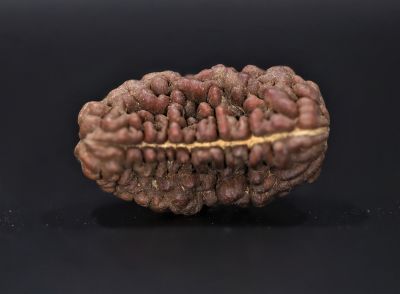1 Mukhi Rudraksha - 5.44 Gram Weight - Origin - Nepal