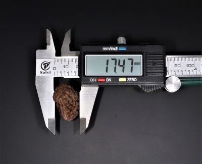 1 Mukhi Rudraksha - 5.44 Gram Weight - Origin - Nepal