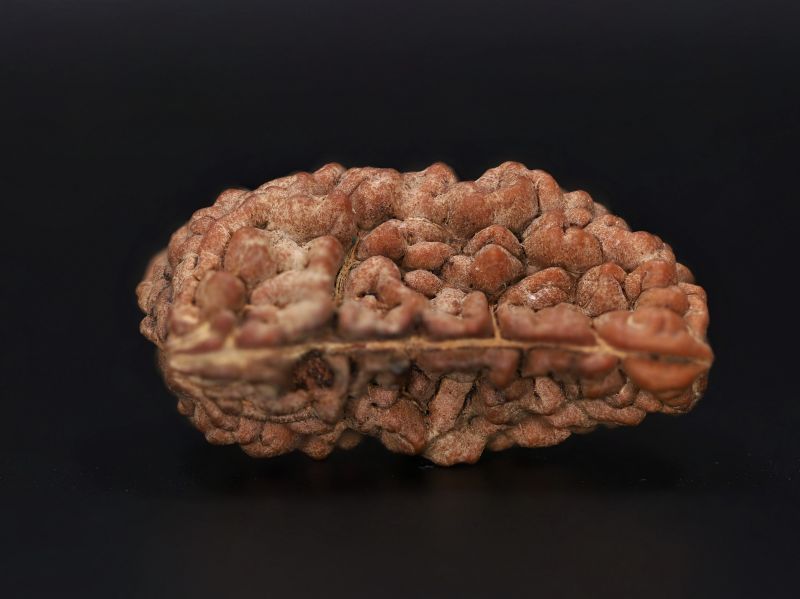 Rudraksha 1 Mukhi  Brown - 4.37 Gram Weight - Origin - Nepal