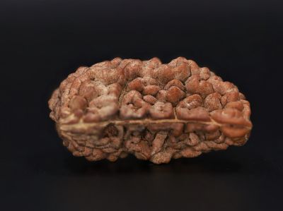 Rudraksha 1 Mukhi  Brown - 4.37 Gram Weight - Origin - Nepal