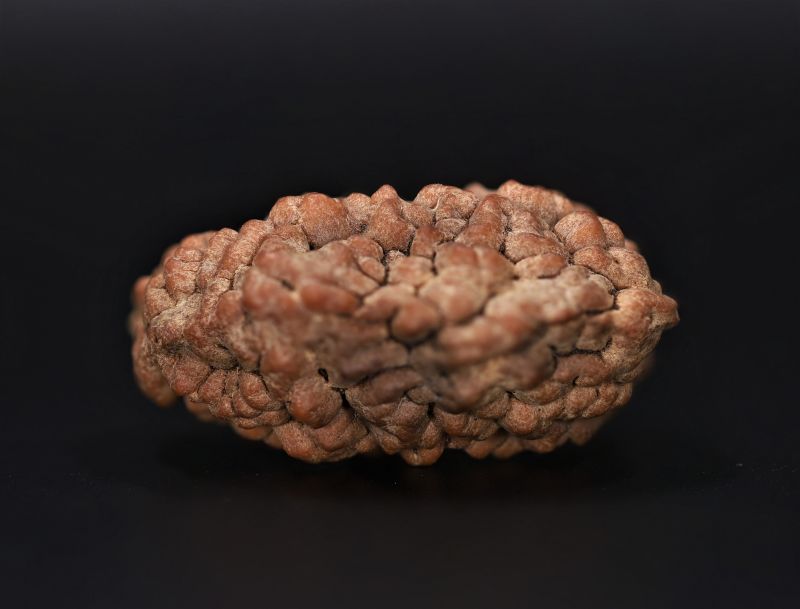 Rudraksha 1 Mukhi  Brown - 4.37 Gram Weight - Origin - Nepal
