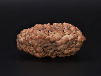 Rudraksha 1 Mukhi  Brown - 4.37 Gram Weight - Origin - Nepal