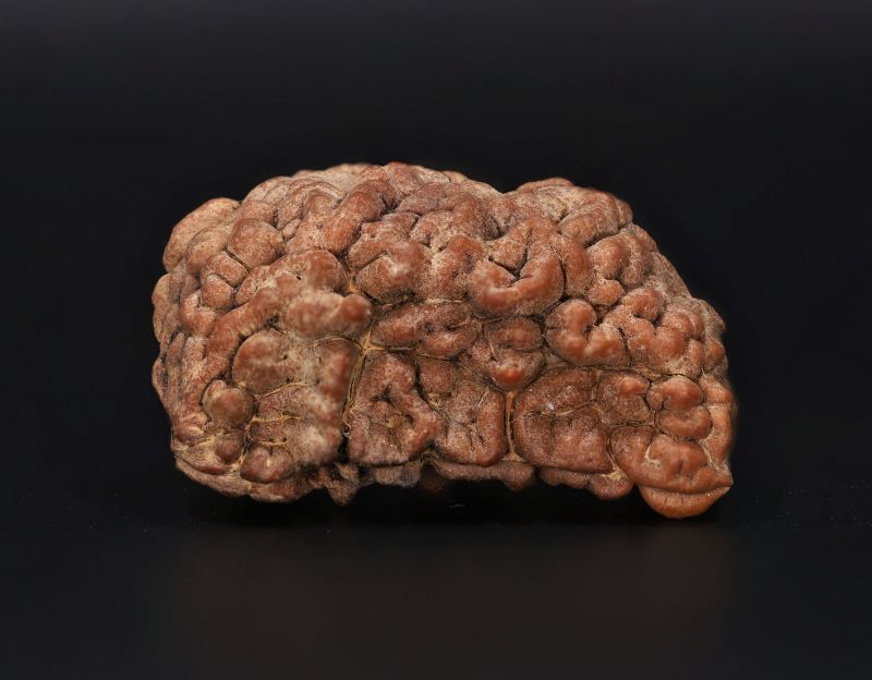 Rudraksha 1 Mukhi  Brown - 4.37 Gram Weight - Origin - Nepal