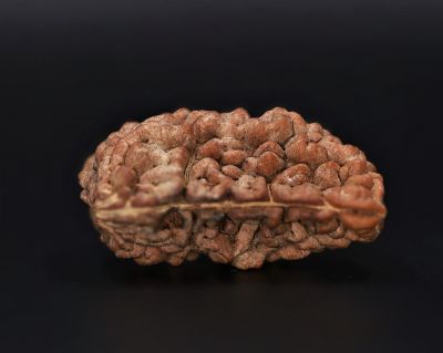 1 Mukhi Rudraksha - 3.95 GramWeight - Origin - Nepal