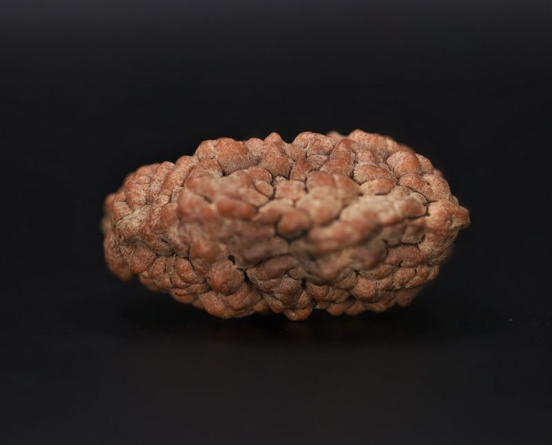 1 Mukhi Rudraksha - 3.95 GramWeight - Origin - Nepal