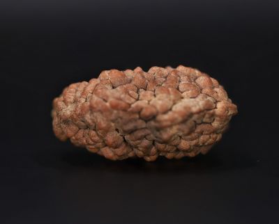 1 Mukhi Rudraksha - 3.95 GramWeight - Origin - Nepal