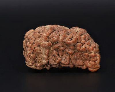 1 Mukhi Rudraksha - 3.95 GramWeight - Origin - Nepal