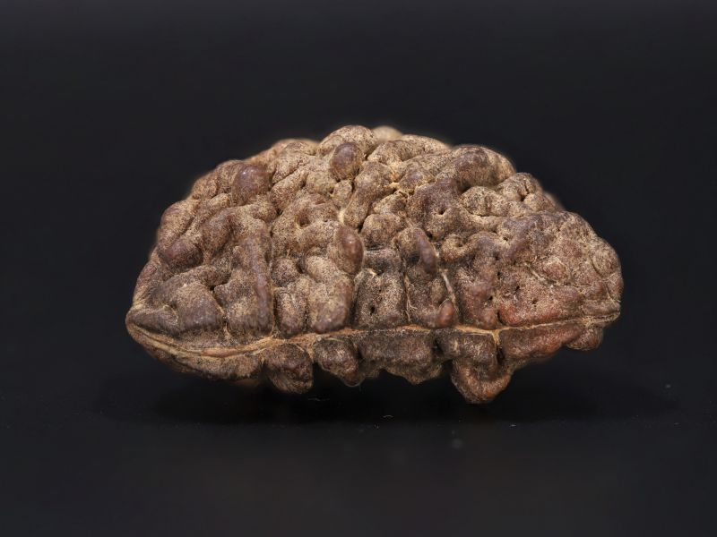 Natural 1 Mukhi Rudraksha Shanka- 4.19 Gram Weight - Origin - Nepal