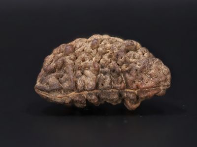 Natural 1 Mukhi Rudraksha Shanka- 4.19 Gram Weight - Origin - Nepal