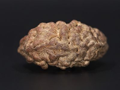 Natural 1 Mukhi Rudraksha Shanka- 4.19 Gram Weight - Origin - Nepal