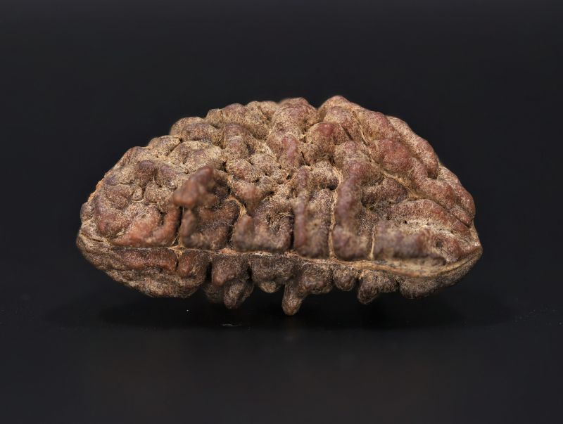 Natural 1 Mukhi Rudraksha Shanka- 4.19 Gram Weight - Origin - Nepal