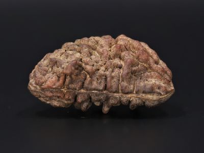 Natural 1 Mukhi Rudraksha Shanka- 4.19 Gram Weight - Origin - Nepal