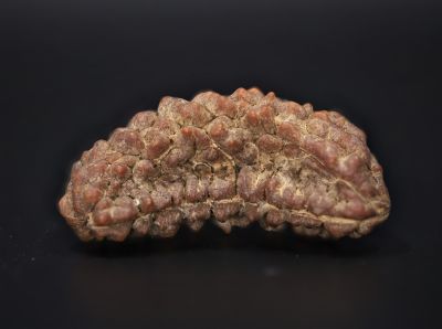 Natural 1 Mukhi Rudraksha Shanka- 3.91 Gram Weight - Origin - Nepal