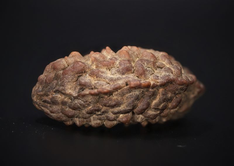Natural 1 Mukhi Rudraksha Shanka- 3.91 Gram Weight - Origin - Nepal