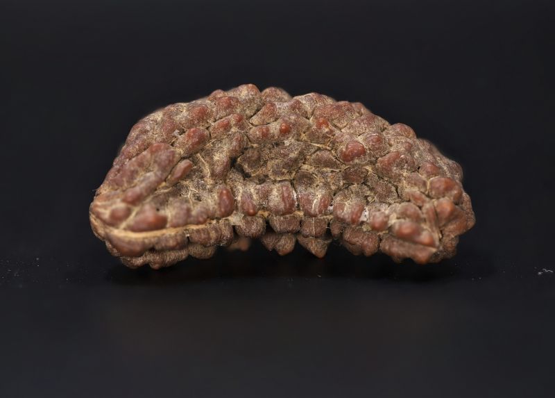 Natural 1 Mukhi Rudraksha Shanka- 3.91 Gram Weight - Origin - Nepal