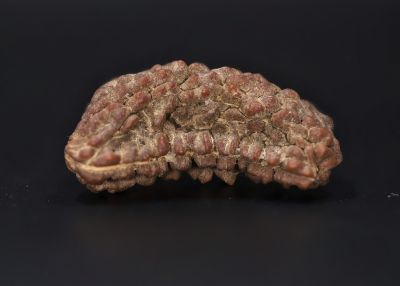 Natural 1 Mukhi Rudraksha Shanka- 3.91 Gram Weight - Origin - Nepal