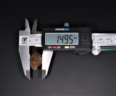 Natural 1 Mukhi Rudraksha Shanka- 3.91 Gram Weight - Origin - Nepal