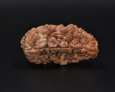 1 Mukhi Rudraksha - 5.24 Gram Weight - Origin - Nepal