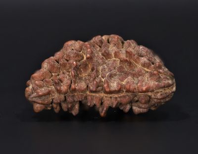 Rudraksha 1 Mukhi  Brown - 4.43 Gram Weight - Origin - Nepal