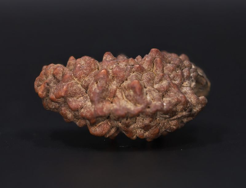 Rudraksha 1 Mukhi  Brown - 4.43 Gram Weight - Origin - Nepal