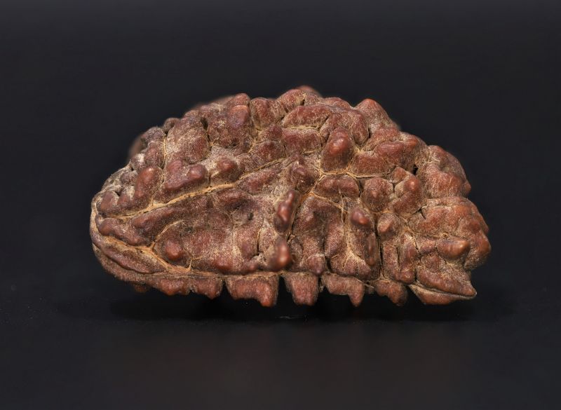Rudraksha 1 Mukhi  Brown - 4.43 Gram Weight - Origin - Nepal