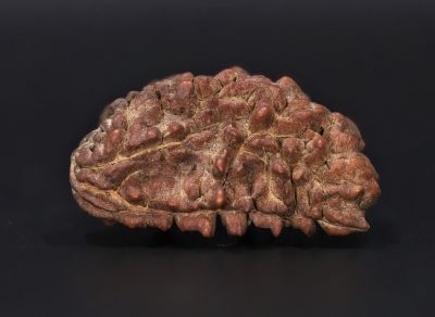 Rudraksha 1 Mukhi  Brown - 4.43 Gram Weight - Origin - Nepal
