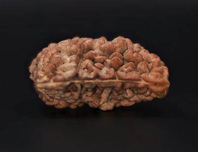 1 Mukhi Rudraksha - 4.88 Gram Weight - Origin - Nepal