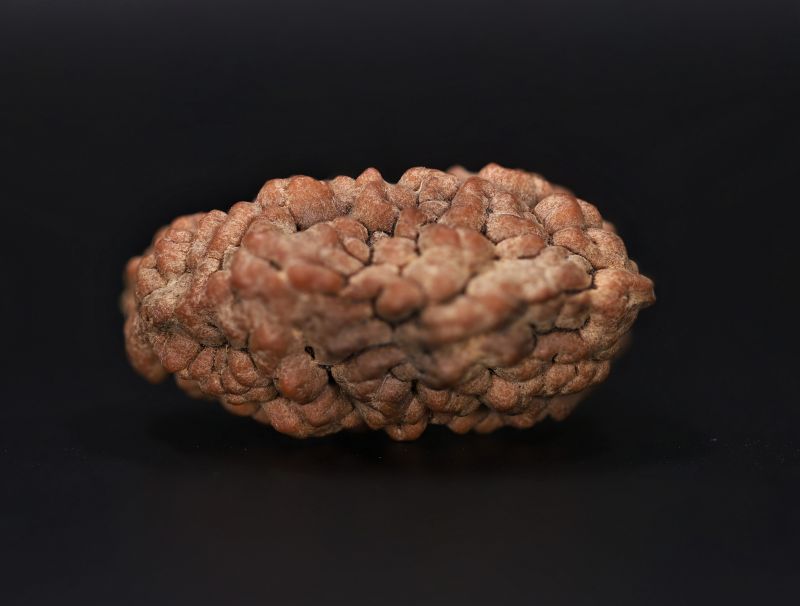 1 Mukhi Rudraksha - 4.88 Gram Weight - Origin - Nepal
