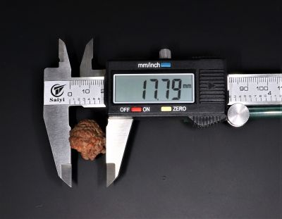1 Mukhi Rudraksha - 4.88 Gram Weight - Origin - Nepal