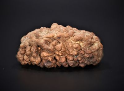 Rudraksha 1 Mukhi  Brown - 10 Carat Weight - Origin - Nepal
