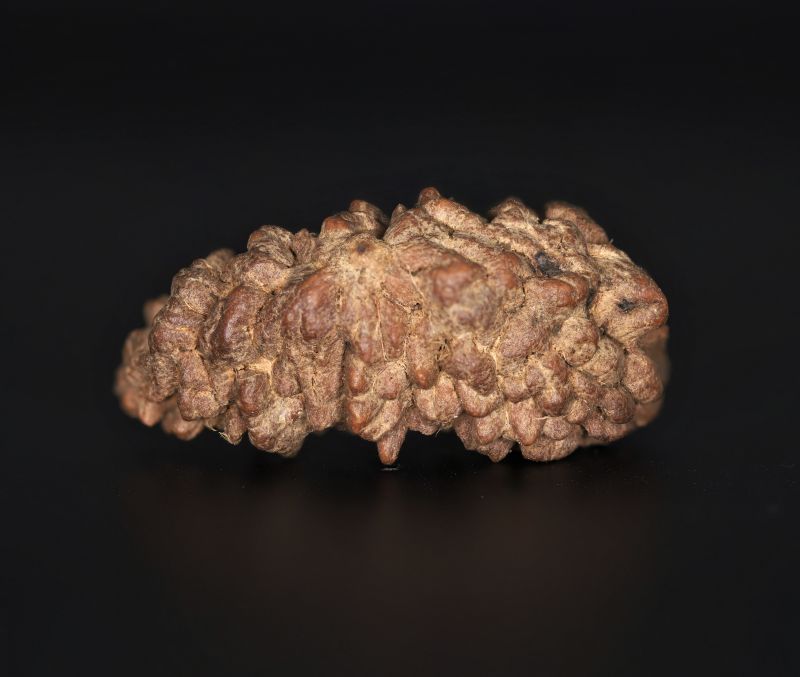 Rudraksha 1 Mukhi  Brown - 4.64 Gram Weight - Origin - Nepal
